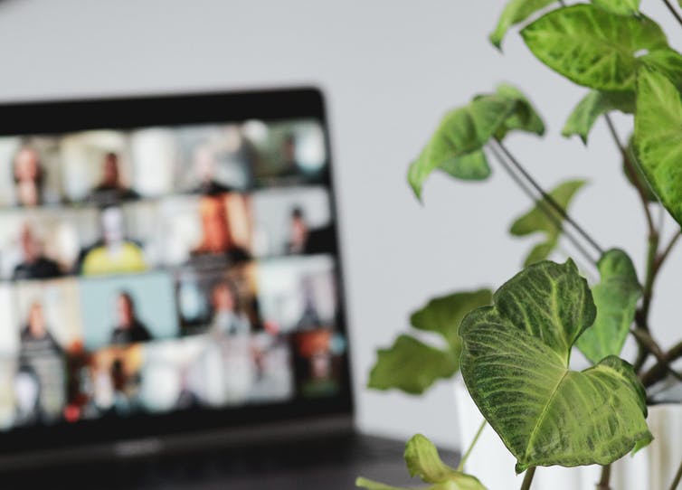A laptop shows a video call in progress with a houes plant next to the screen.