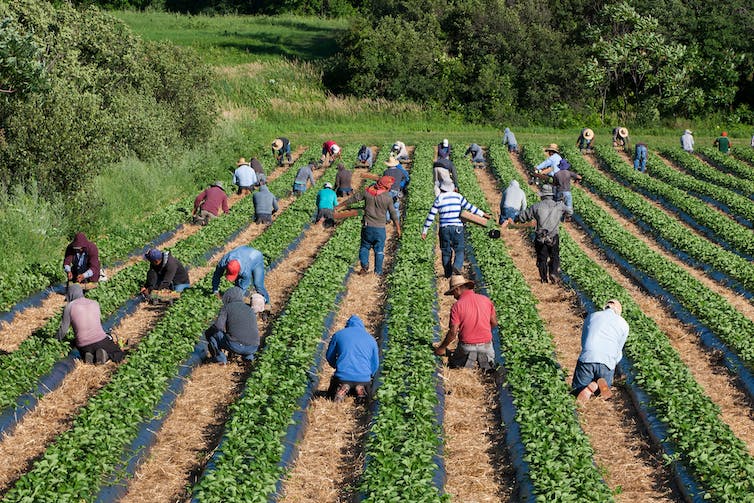 Agricultural workers in a field