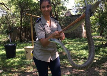 Do you want snakes, lizards and frogs? Why herpetology may be the profession for you