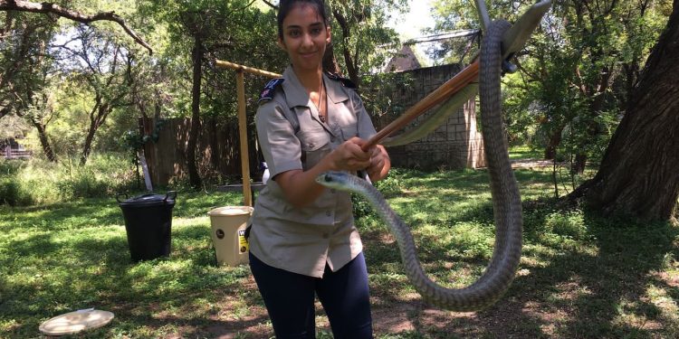 Do you want snakes, lizards and frogs? Why herpetology may be the profession for you